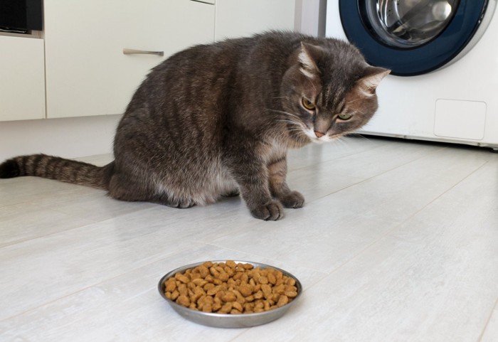 キャットフードの入った食器を見る猫
