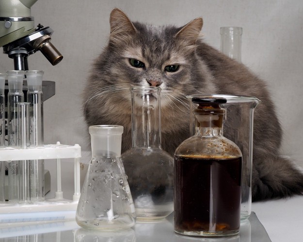 科学装置と猫