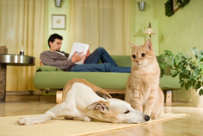 床でくつろぐ犬と猫とソファーで読書をする男性