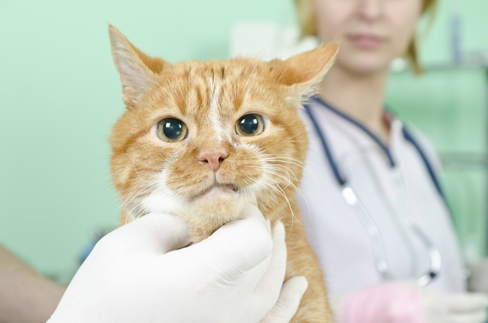 獣医に顔を触られている猫