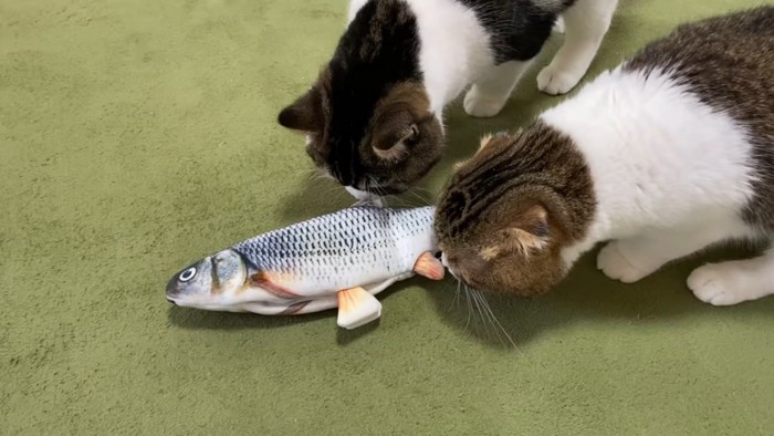 魚のおもちゃに顔をつか付ける2匹の猫