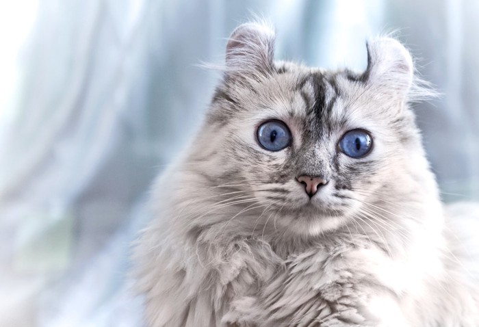 正面を見る青い目の猫