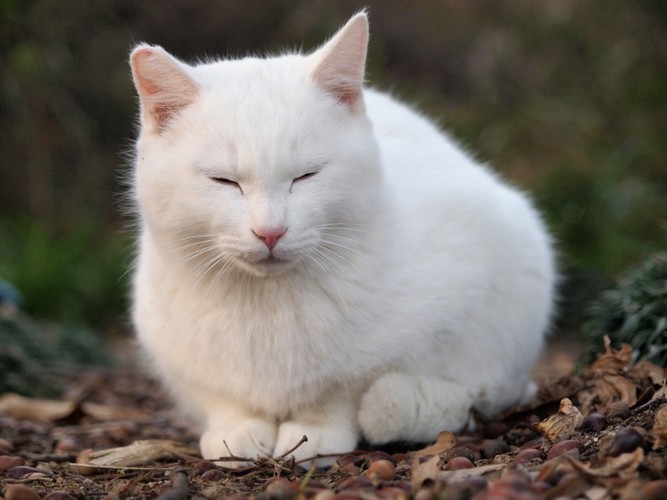 野外で座る白猫