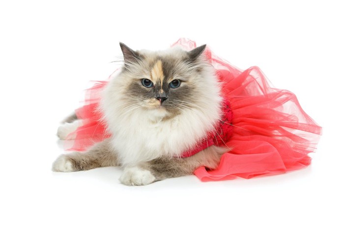 ひらひらのピンクのドレスを着た猫