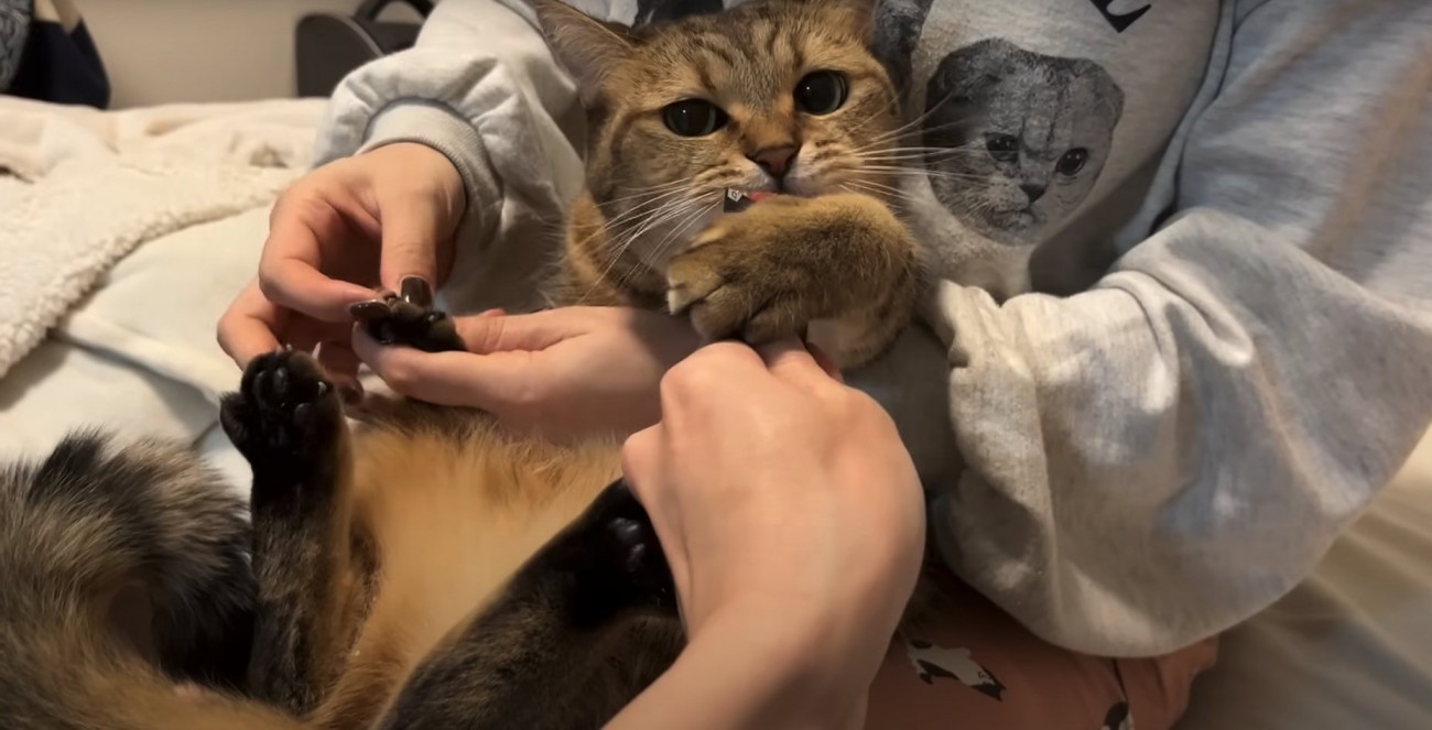 飼い主の膝の上でおやつを抱え込んで舐める猫