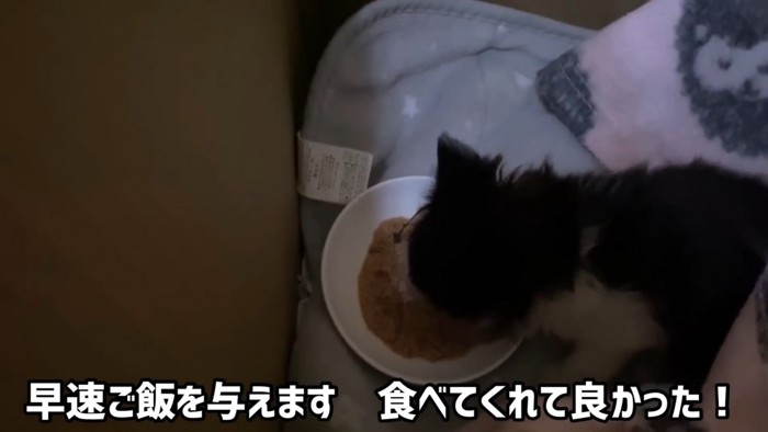 ごはんを食べる子猫