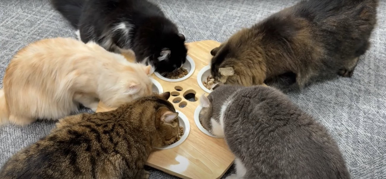 一つの台に集まって食べる5匹の猫たち