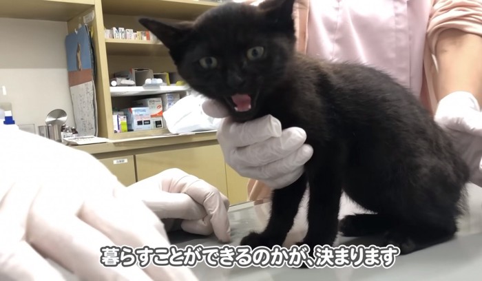 診察される黒猫