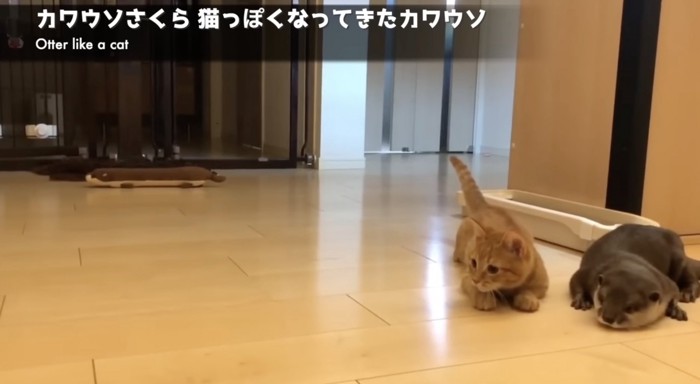 猫じゃらしに構える2匹