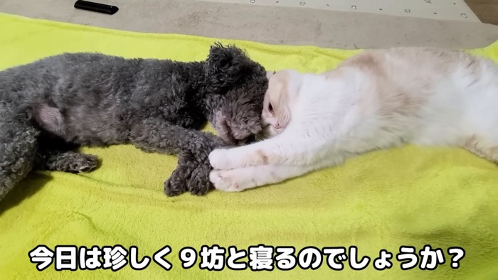 頭をくっつける犬と猫