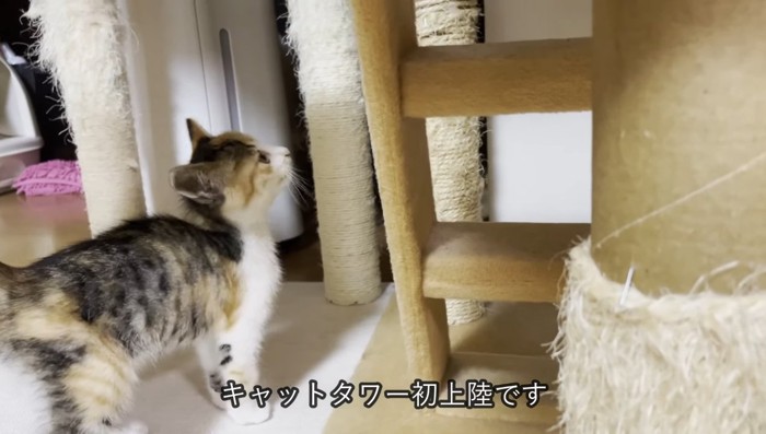 キャットタワー初上陸の文字と子猫