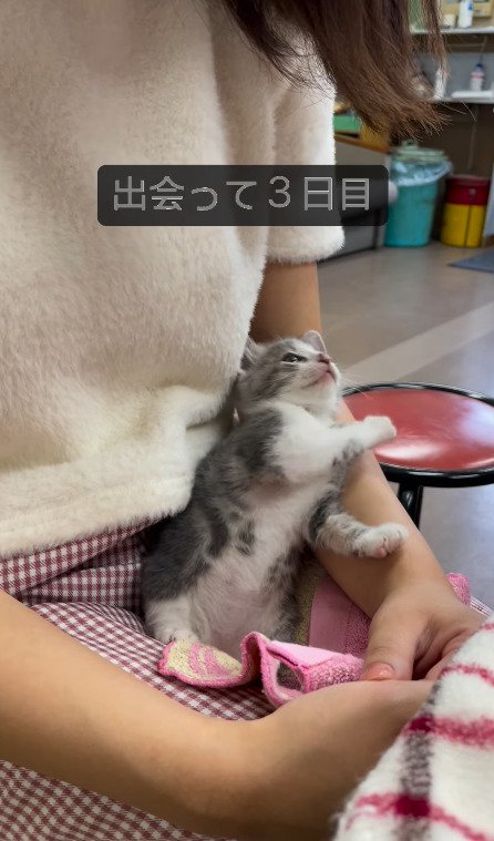 飼い主さんに寄りかかる猫