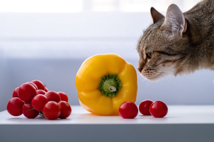 野菜に顔を近づける猫