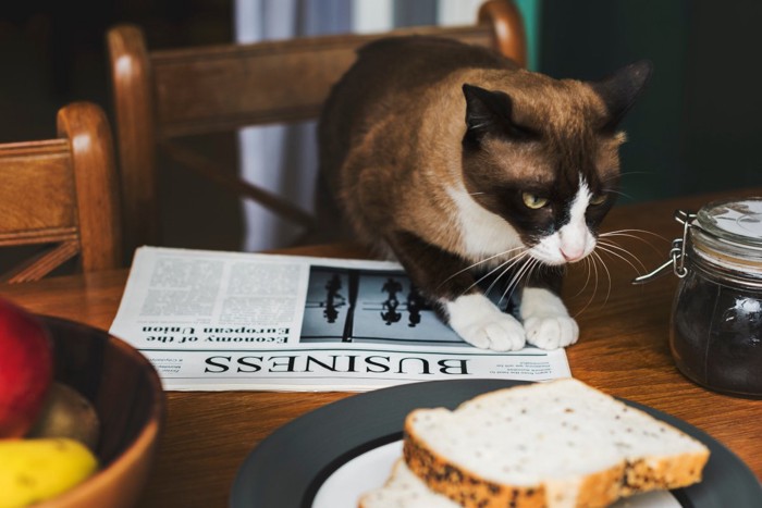 テーブルの上の食べ物を食べようとする猫