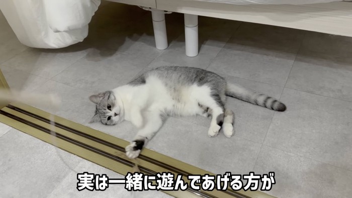 おもちゃで遊ぶ猫