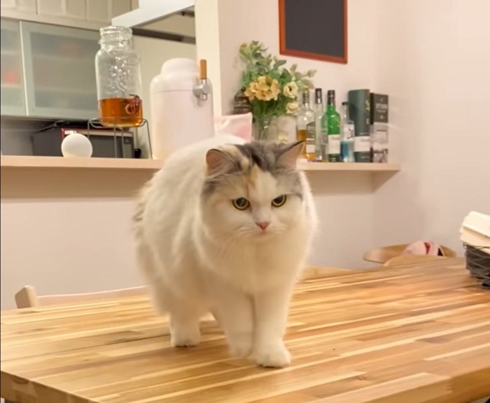テーブルの上から睨む猫