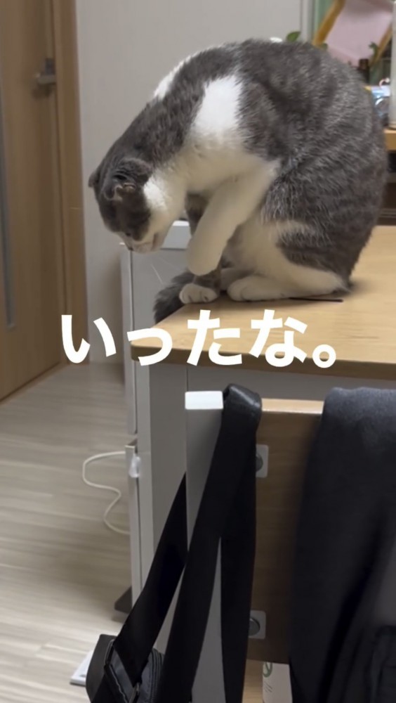 机の上で遊ぶ猫