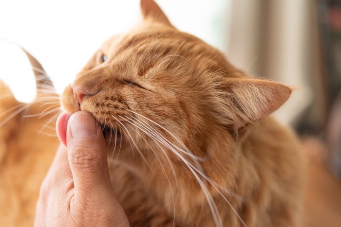 飼い主の手を舐める猫
