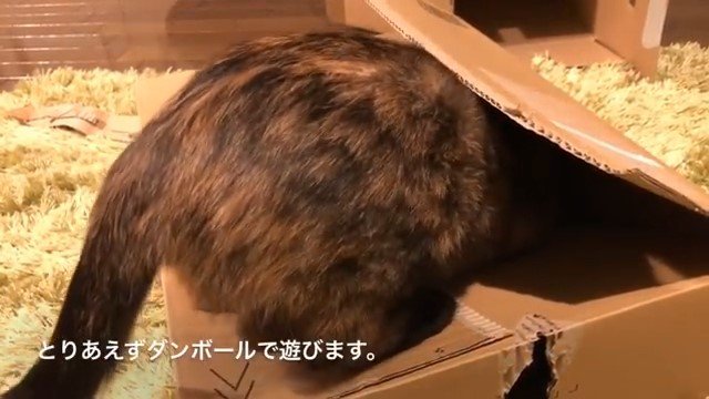 段ボールに頭をつっこむ猫