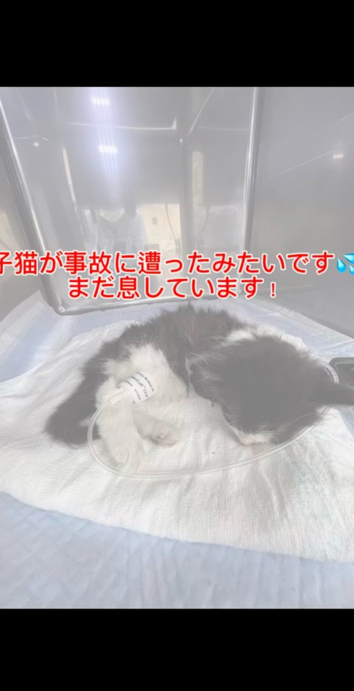 事故に遭った子猫