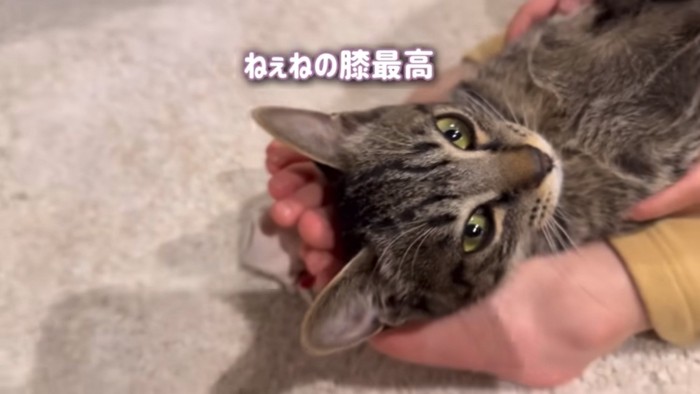 膝の上で気持ちよさそうな猫