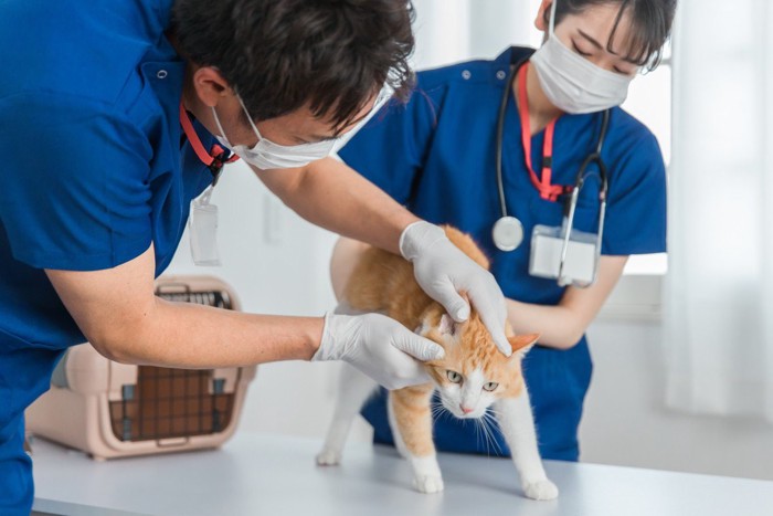 病院で猫を診察する獣医師