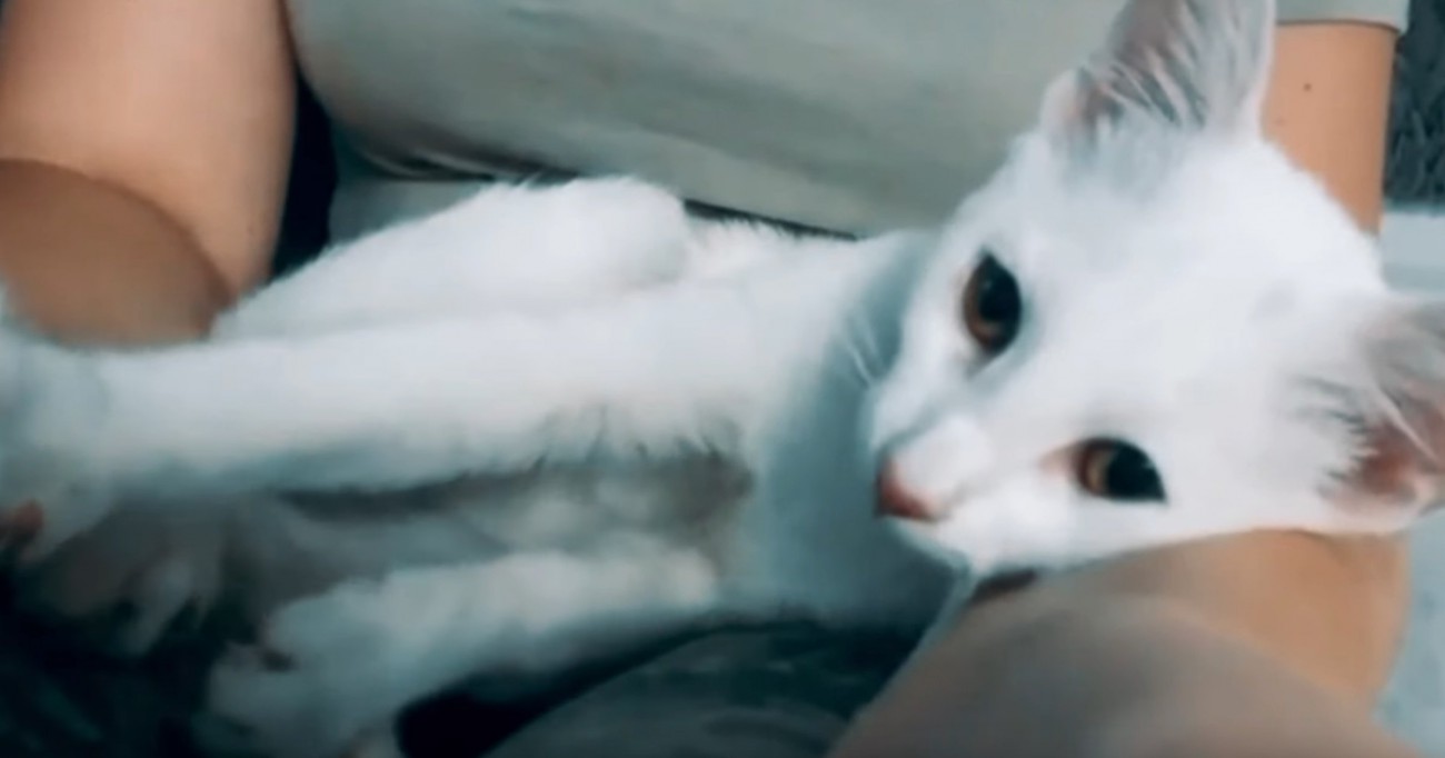 抱っこされている白猫アップ