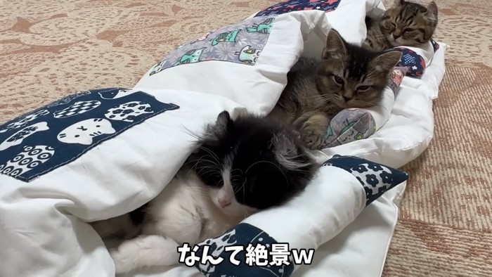布団に入る3匹の猫