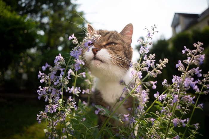 小花の匂いを嗅ぐ猫