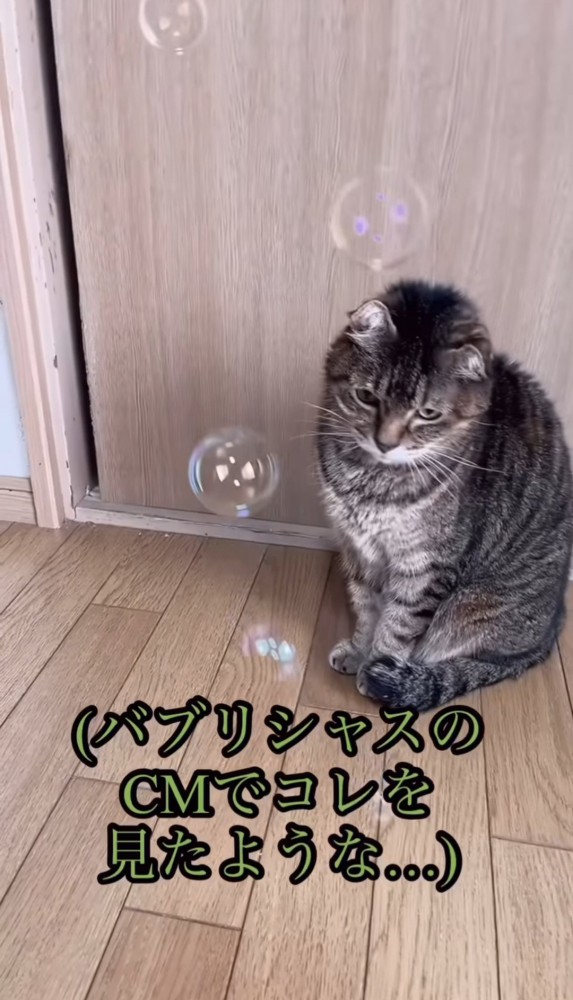 降ってくるシャボン玉と座っている猫