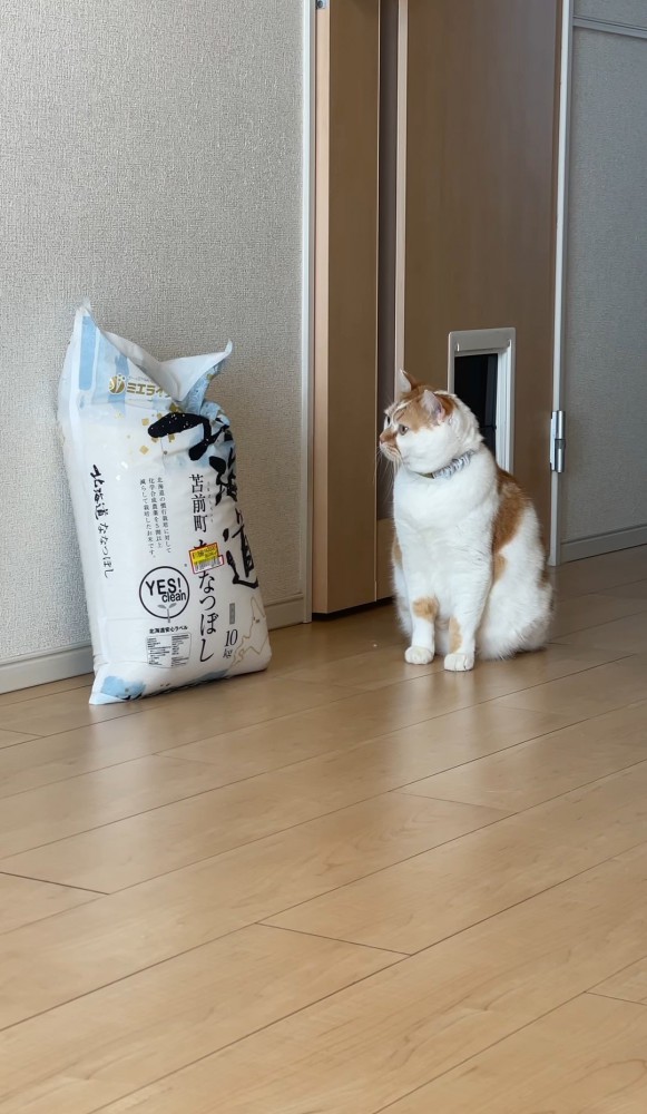 米袋のそばで座る猫