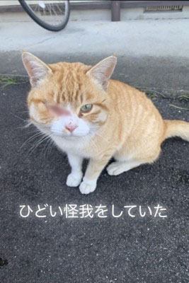 目を怪我している猫