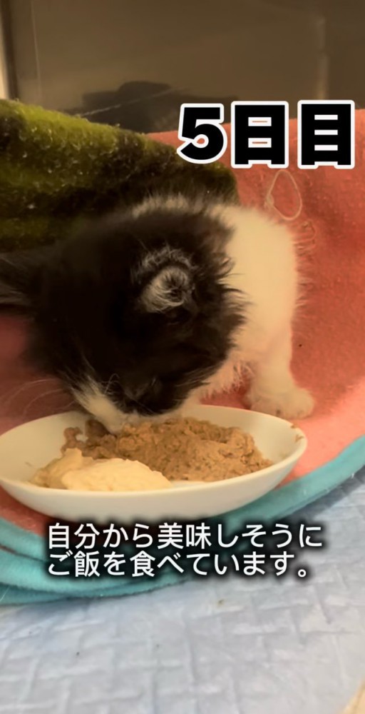 自分でご飯を食べる子猫