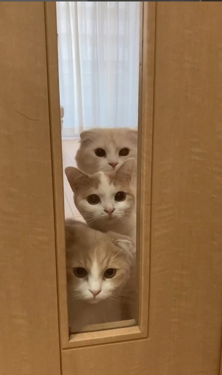 ドアの隙間からこちらを覗く猫たち