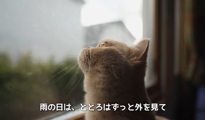 窓の外をみる猫