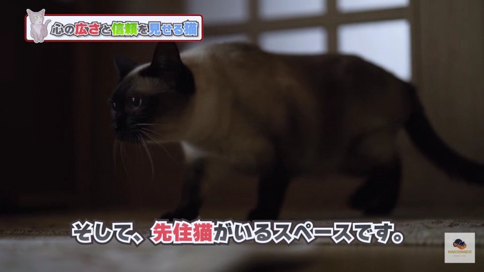 暗い中を左向きに進むシャム猫