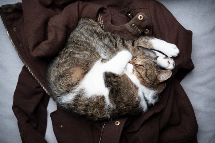 飼い主のジャケットの上で寝る猫