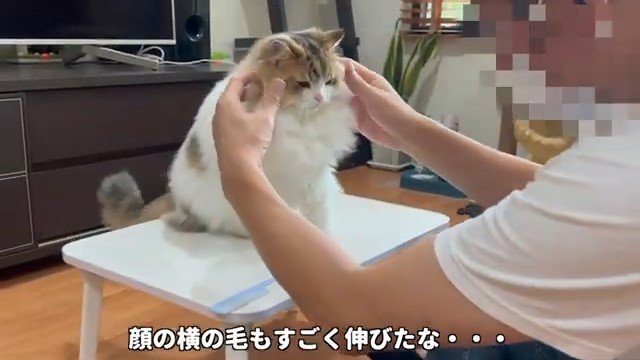 テーブルの上の猫