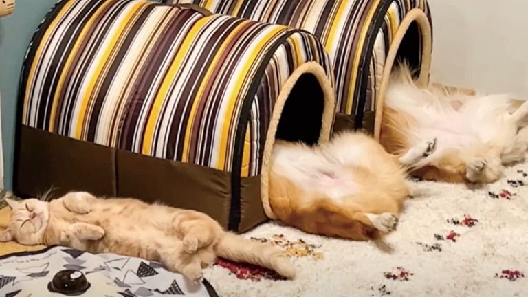 ペットハウスにいる犬と寝転ぶ猫