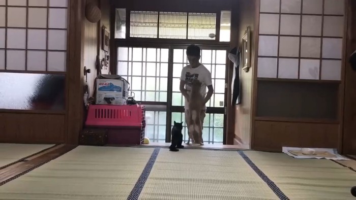 玄関で人に飛びつく犬