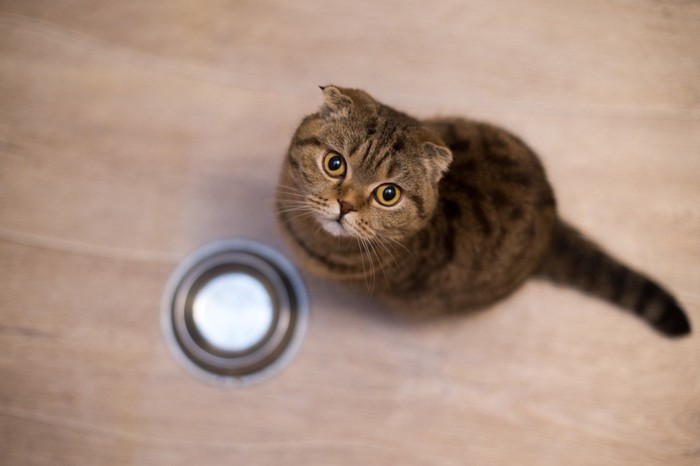 カメラを見上げる食べたい猫