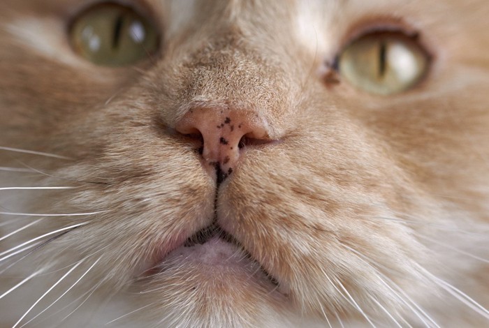 鼻にシミがある猫