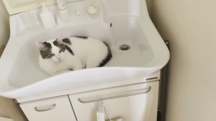 洗面台の上にいる猫