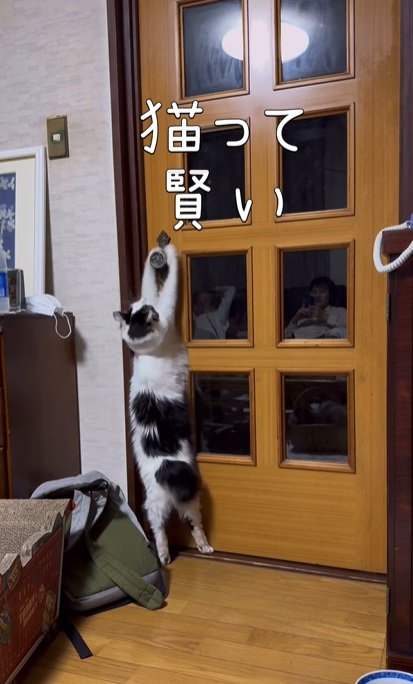 ドアノブをつかむ猫2