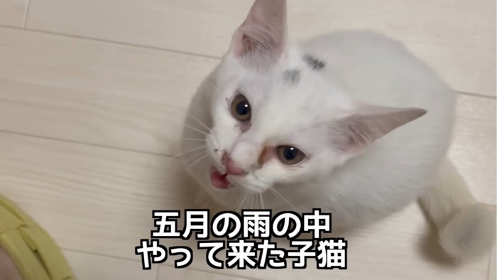 カメラ目線の子猫