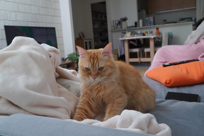 毛布にふみふみしている猫