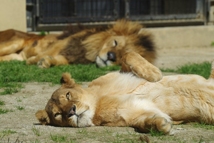 無防備に寝ているライオン