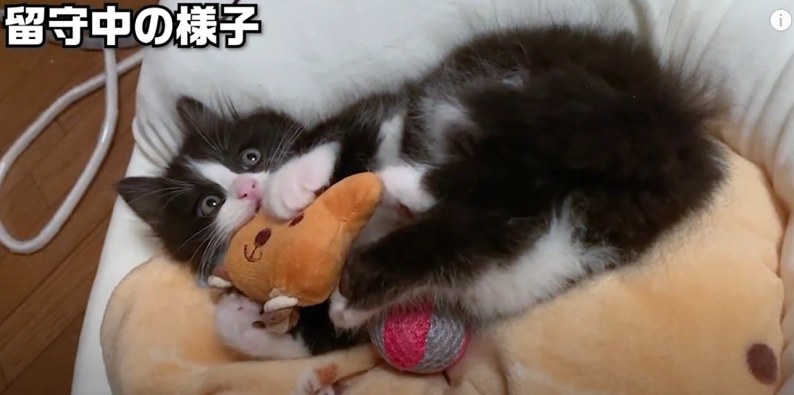 おもちゃを噛む子猫