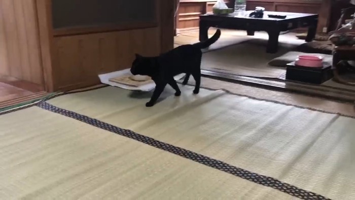 歩いている猫