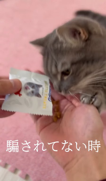 おやつをもらう猫